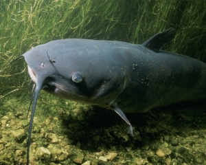 wallerfischen geflochtene angelschnur